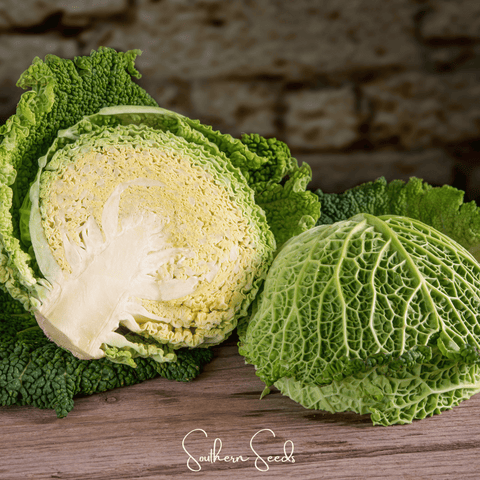 Savoy Cabbage – 100 Seeds, retail packaging