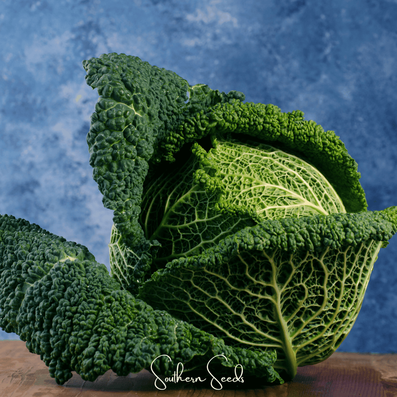 Load image into Gallery viewer, Savoy Cabbage – 100 Seeds
