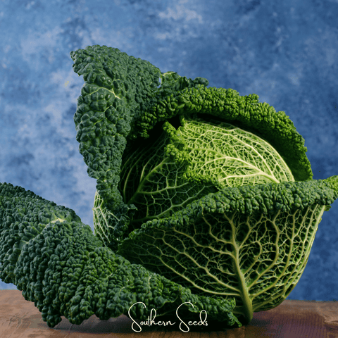 Savoy Cabbage 100 Seeds