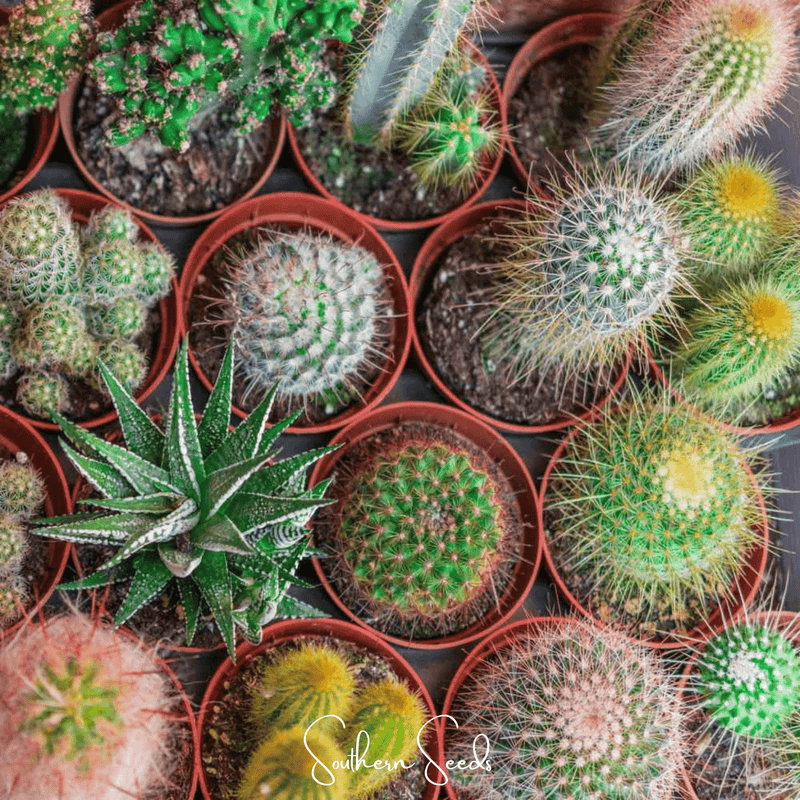 Load image into Gallery viewer, Cactus Mix – 30 Seeds
