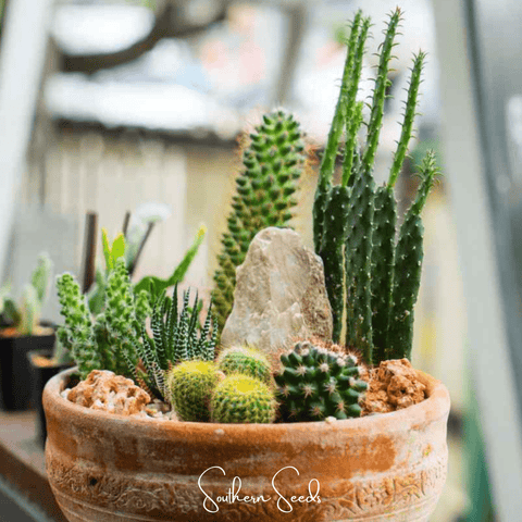 Cactus Mix – 30 Seeds, additional product view 2