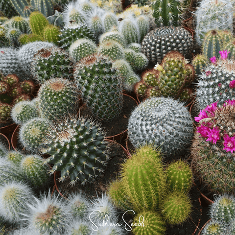 Cactus Mix 30 Seeds