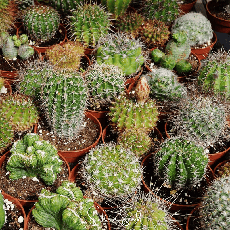 Load image into Gallery viewer, Cactus Mix – 30 Seeds
