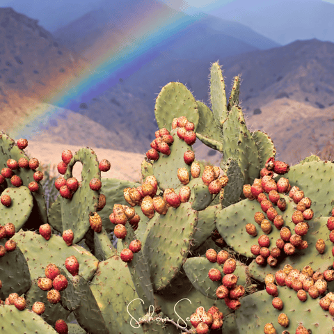 Prickly Pear Cactus 15 Seeds
