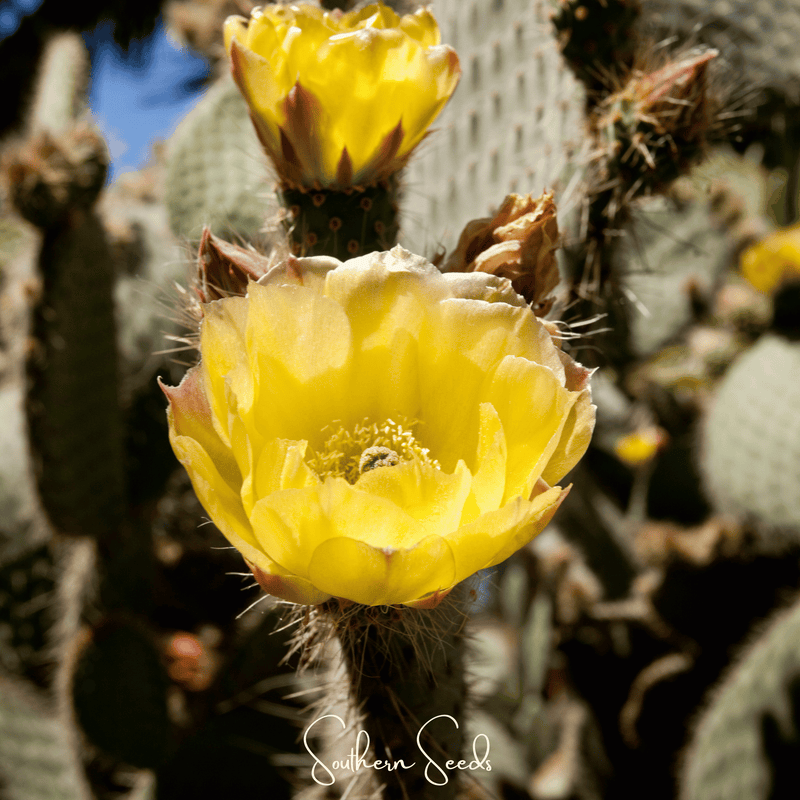Load image into Gallery viewer, Prickly Pear Cactus – 15 Seeds
