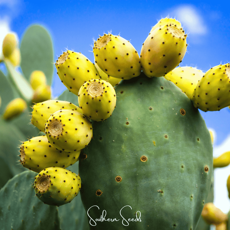 Load image into Gallery viewer, Prickly Pear Cactus – 15 Seeds
