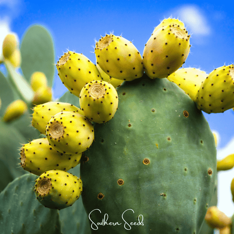 Prickly Pear Cactus – 15 Seeds, additional product view 2