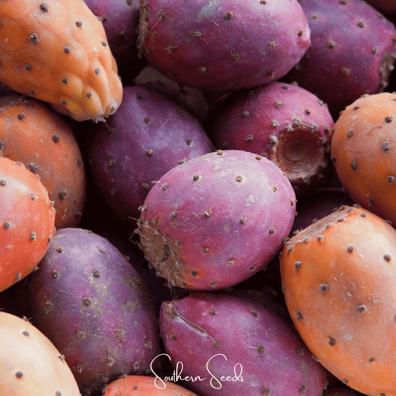 Load image into Gallery viewer, Prickly Pear Cactus – 15 Seeds
