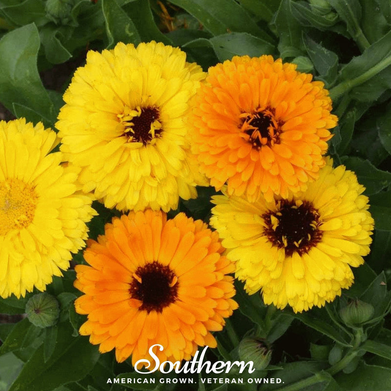 Load image into Gallery viewer, Fiesta Gitana Calendula – 100 Seeds
