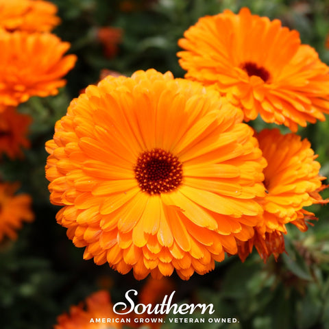 Fiesta Gitana Calendula – 100 Seeds, additional product view 2