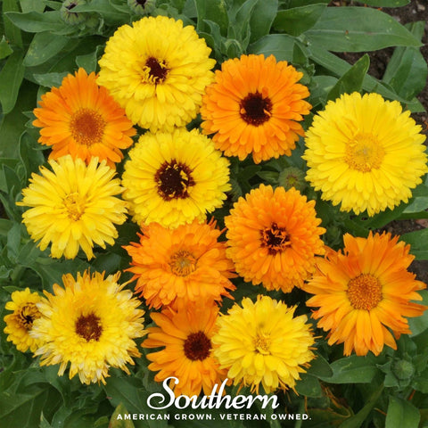 Fiesta Gitana Calendula seeds package, 100 count, GrowTime Garden Supply
