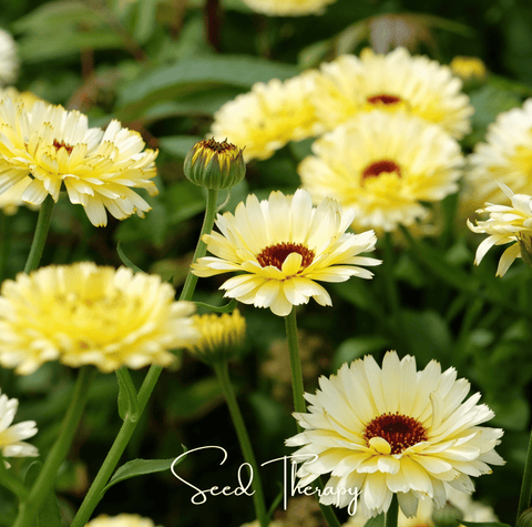 Ivory Princess Calendula – 50 Seeds, additional product view 2