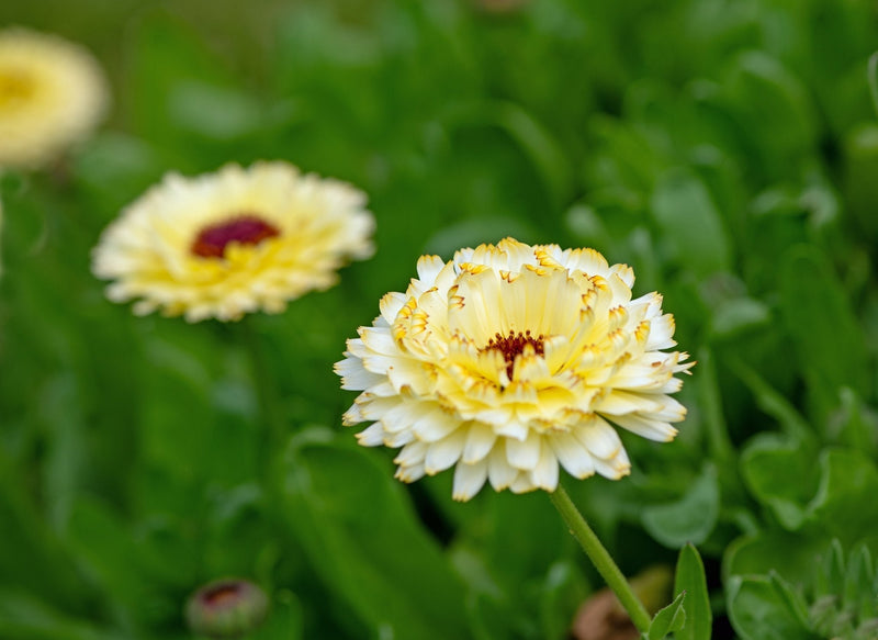 Load image into Gallery viewer, Ivory Princess Calendula – 50 Seeds
