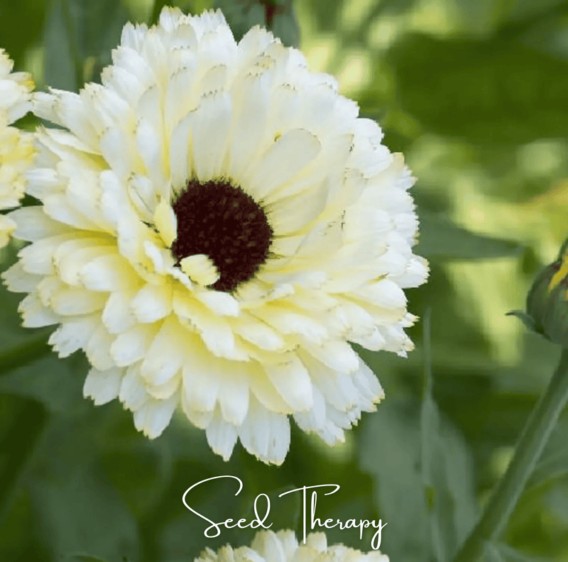 Load image into Gallery viewer, Ivory Princess Calendula – 50 Seeds
