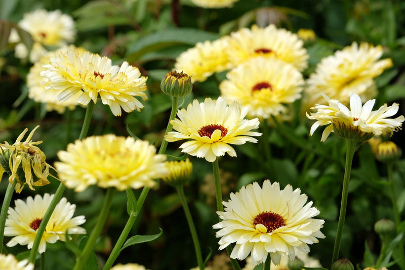 Load image into Gallery viewer, Ivory Princess Calendula – 50 Seeds

