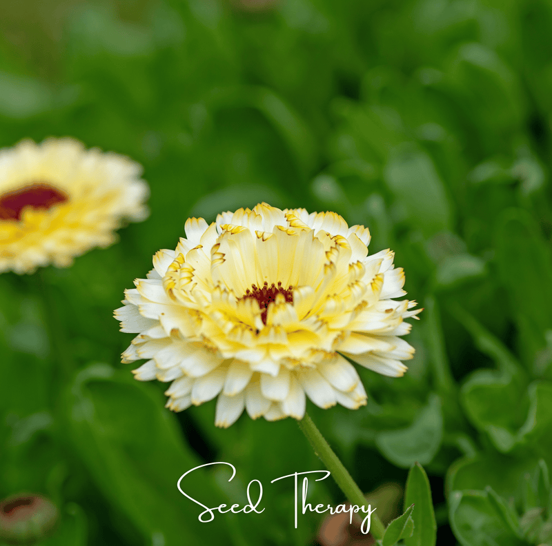 Load image into Gallery viewer, Ivory Princess Calendula – 50 Seeds
