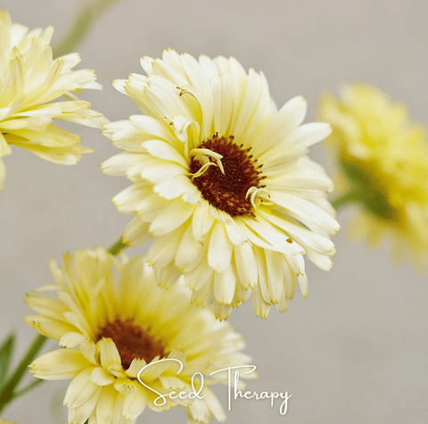 Ivory Princess Calendula 50 Seeds