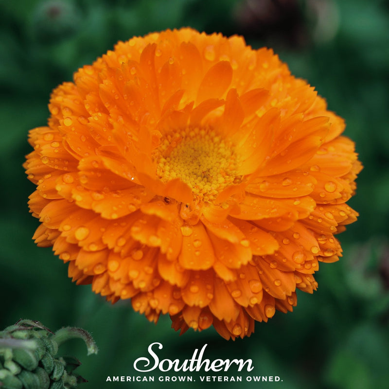 Load image into Gallery viewer, Orange King Calendula – 100 Seeds
