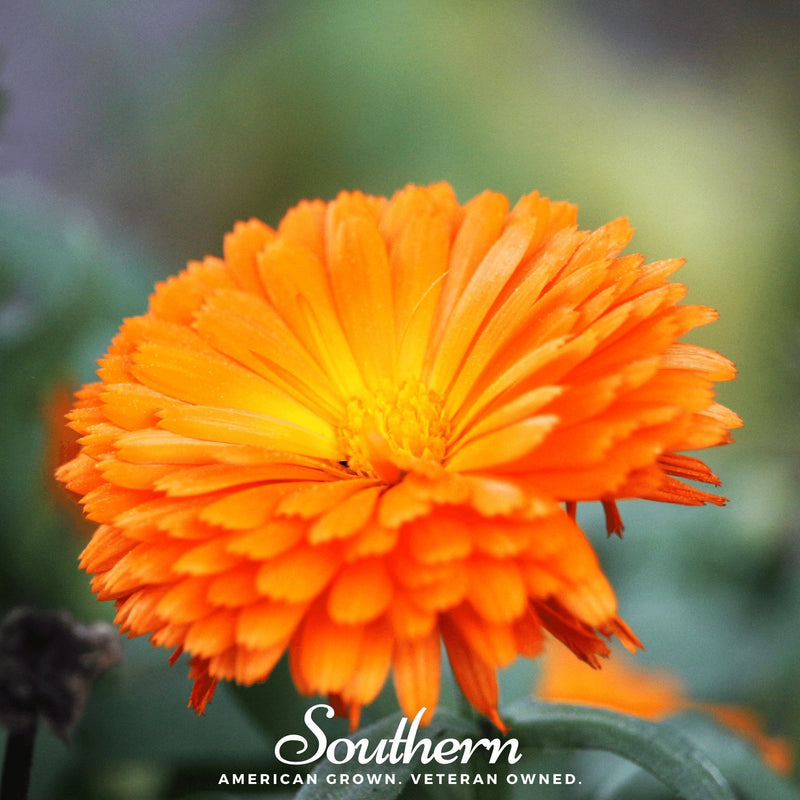 Load image into Gallery viewer, Orange King Calendula – 100 Seeds
