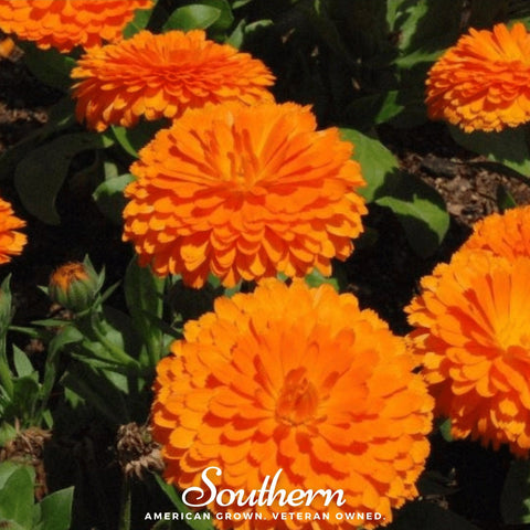 Orange King Calendula 100 Seeds