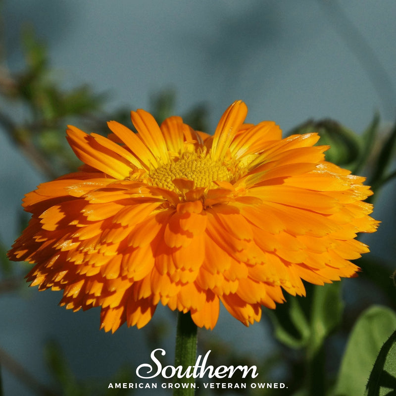 Load image into Gallery viewer, Orange King Calendula – 100 Seeds
