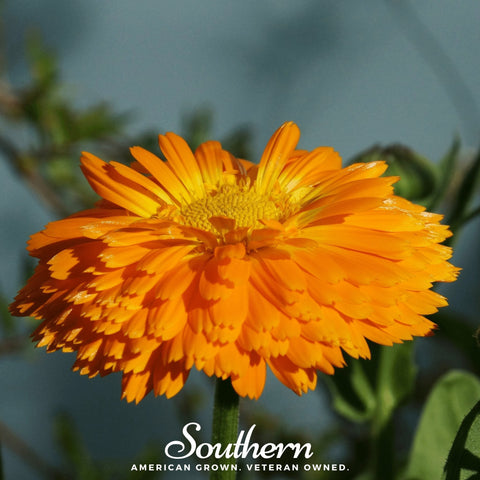 Orange King Calendula – 100 Seeds, additional product view 2