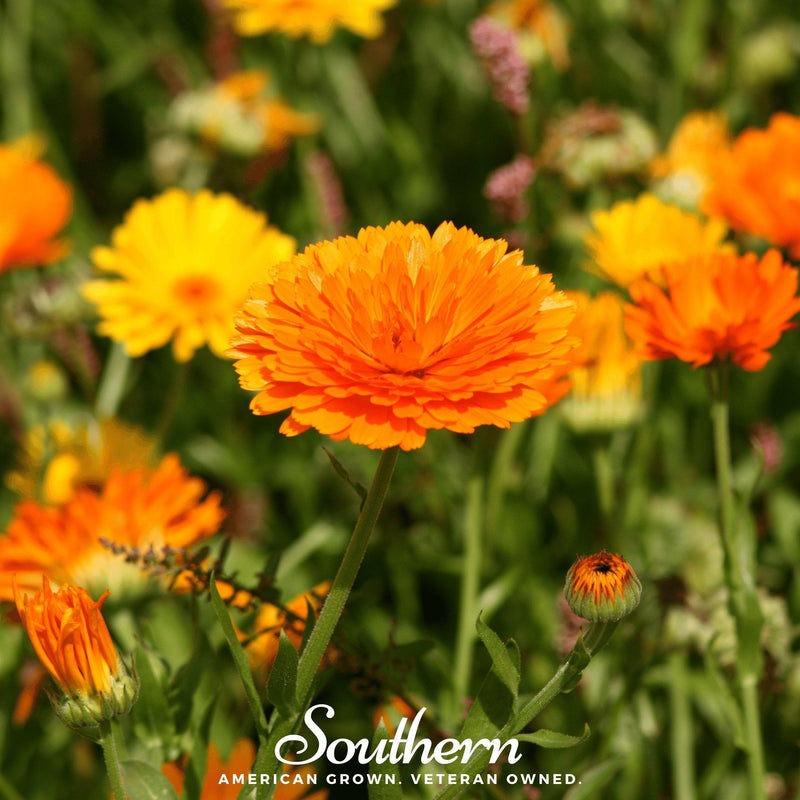 Load image into Gallery viewer, Pacific Beauty Calendula – 100 Seeds
