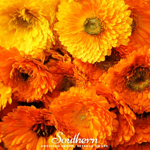 Pacific Beauty Calendula 100 Seeds