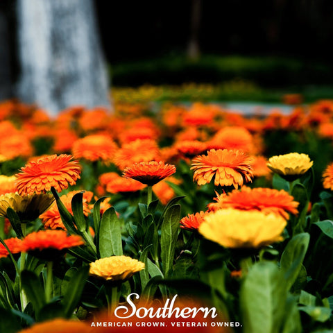 Pacific Beauty Calendula – 100 Seeds, additional product view 2