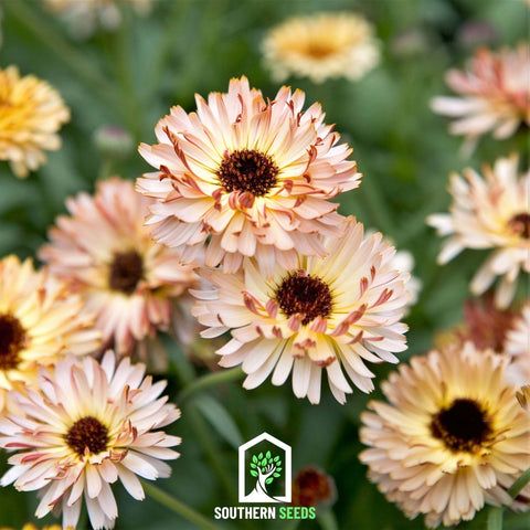 Sunset Buff Calendula 50 Seeds