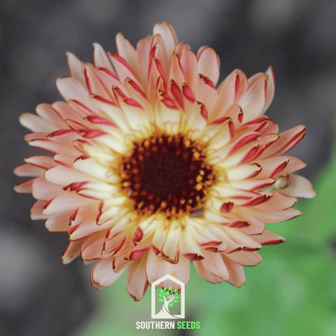 Sunset Buff Calendula – 50 Seeds, additional product view 2