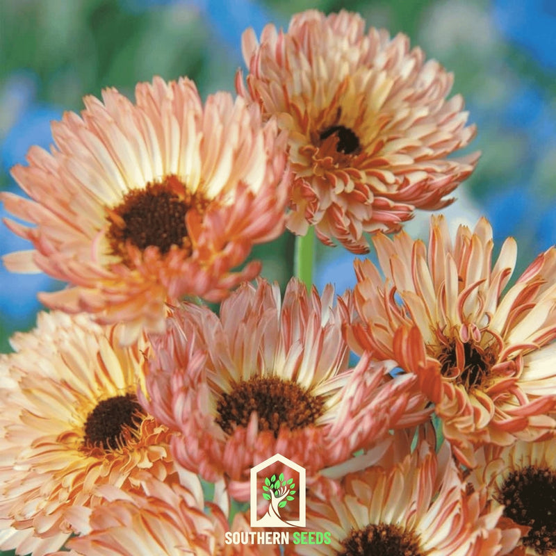 Load image into Gallery viewer, Sunset Buff Calendula – 50 Seeds

