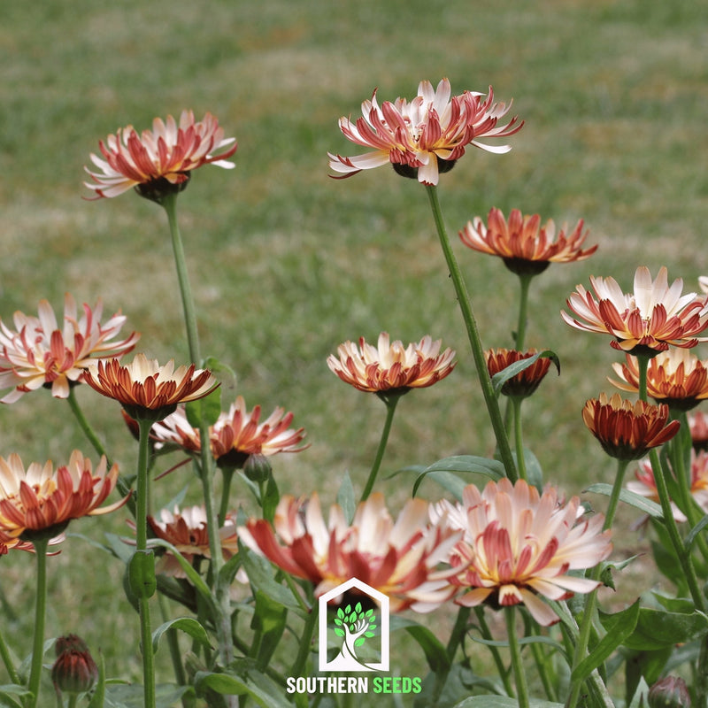 Load image into Gallery viewer, Sunset Buff Calendula – 50 Seeds
