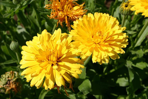 Heirloom Organic Calendula Pacific Beauty seeds package, GrowTime Garden Supply
