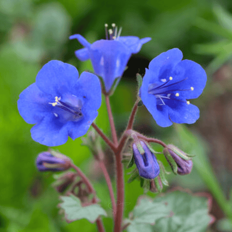 California Bluebell seeds package, 500 count, GrowTime Garden Supply