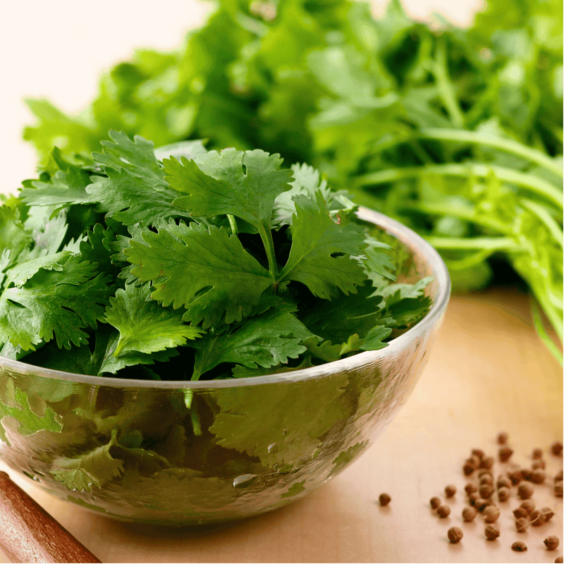 Load image into Gallery viewer, Calypso Cilantro – 100 Seeds

