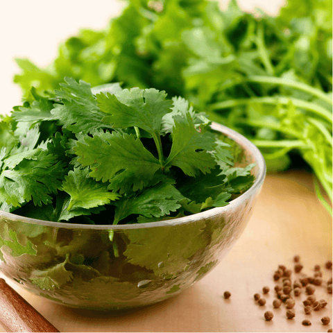 Calypso Cilantro – 100 Seeds