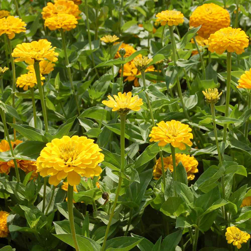 Load image into Gallery viewer, Canary Bird Zinnia – 100 Seeds
