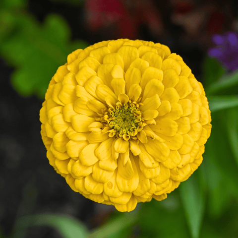 Canary Bird Zinnia – 100 Seeds, additional product view 2