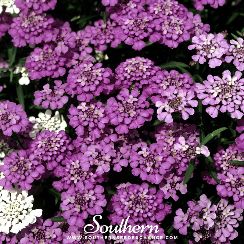 Load image into Gallery viewer, Globe Annual Candytuft – 50 Seeds
