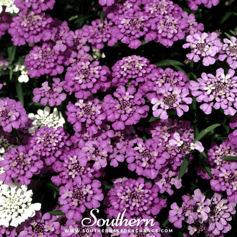 Globe Annual Candytuft seeds package, 50 count, GrowTime Garden Supply