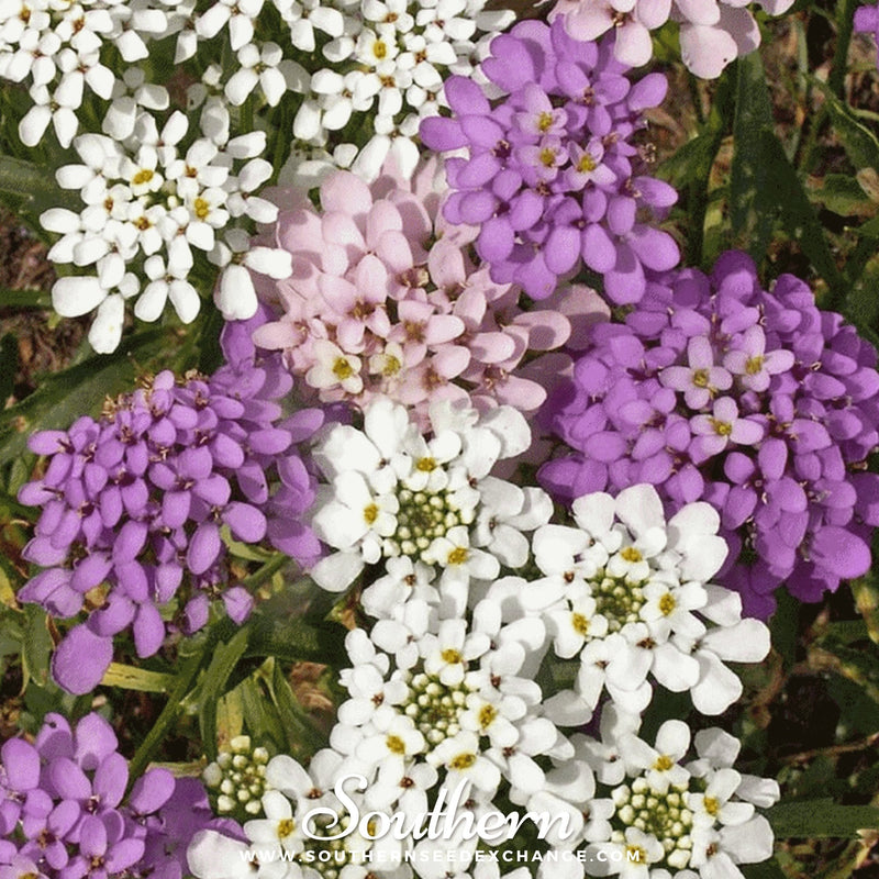 Load image into Gallery viewer, Globe Annual Candytuft – 50 Seeds
