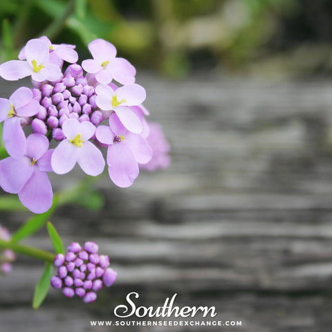 Globe Annual Candytuft – 50 Seeds, additional product view 2