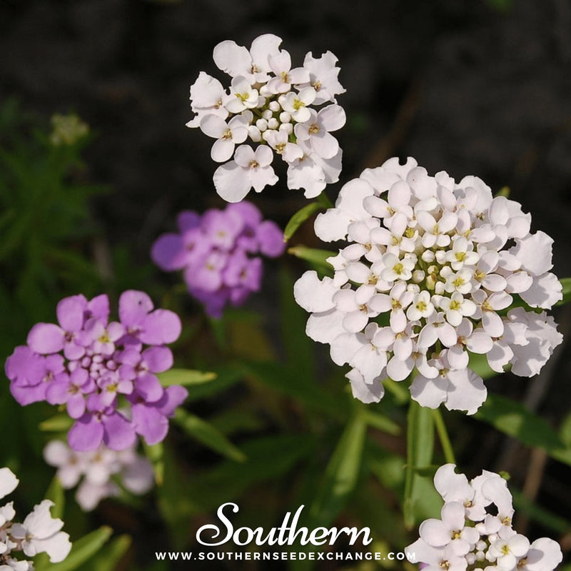 Load image into Gallery viewer, Globe Annual Candytuft – 50 Seeds
