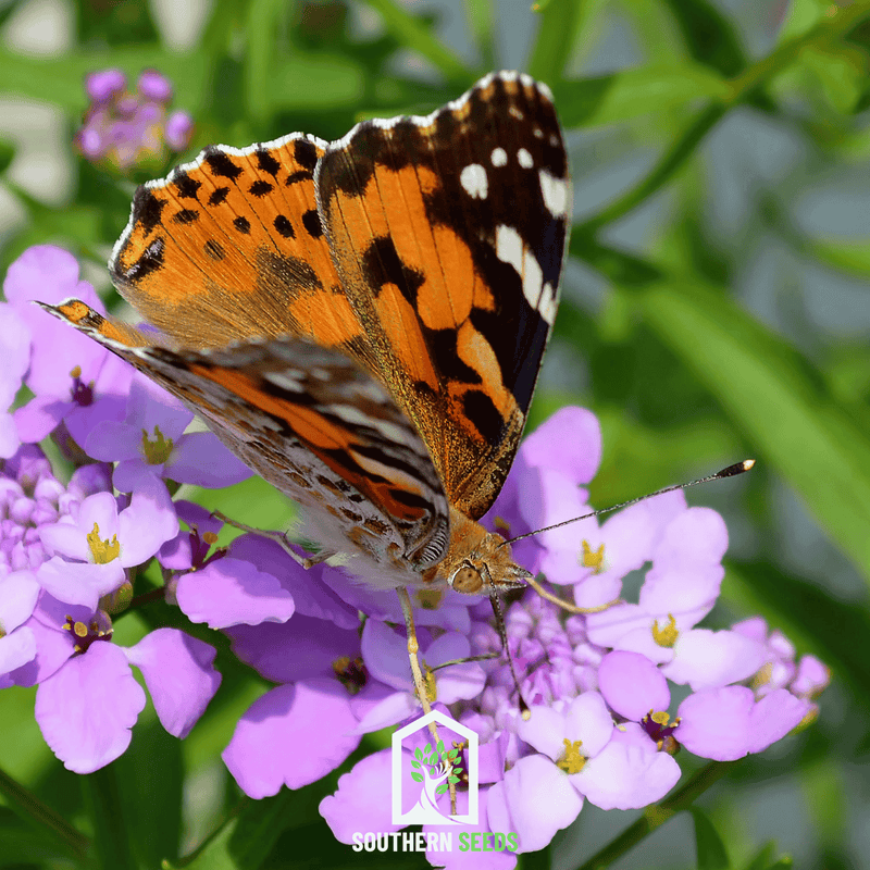 Load image into Gallery viewer, Candytuft Mix – 100 Seeds
