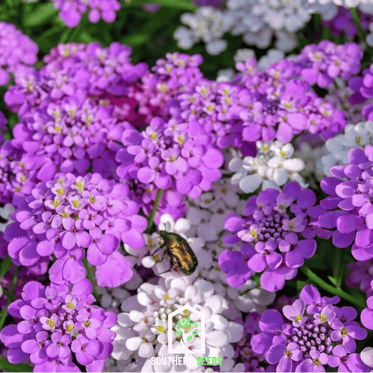 Candytuft Mix – 100 Seeds