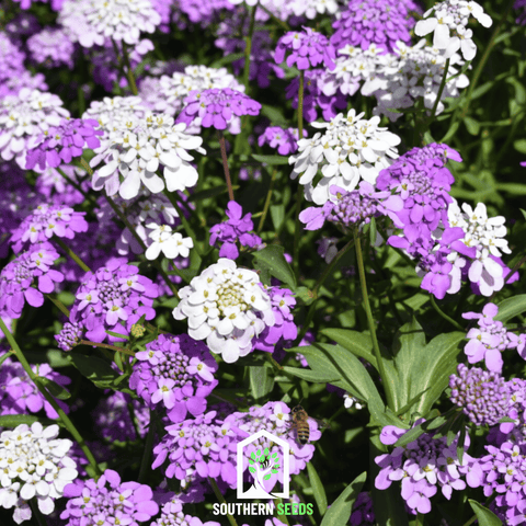Candytuft Mix 100 Seeds
