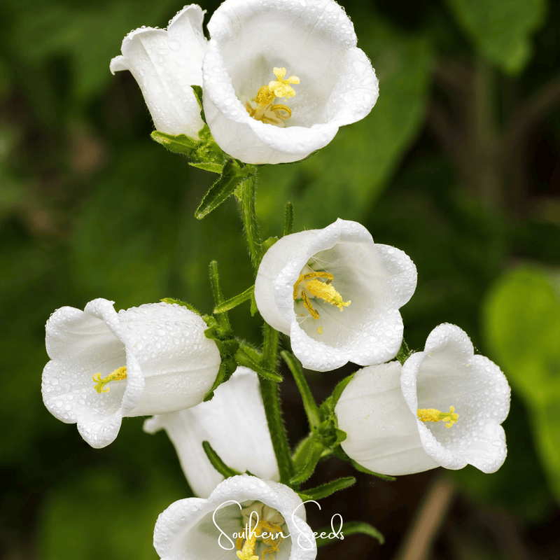 Load image into Gallery viewer, Canterbury Bells Mix – 100 Seeds
