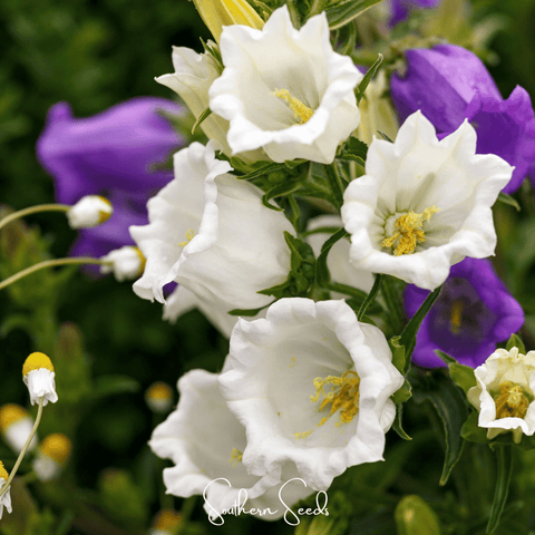 Canterbury Bells Mix – 100 Seeds, additional product view 2