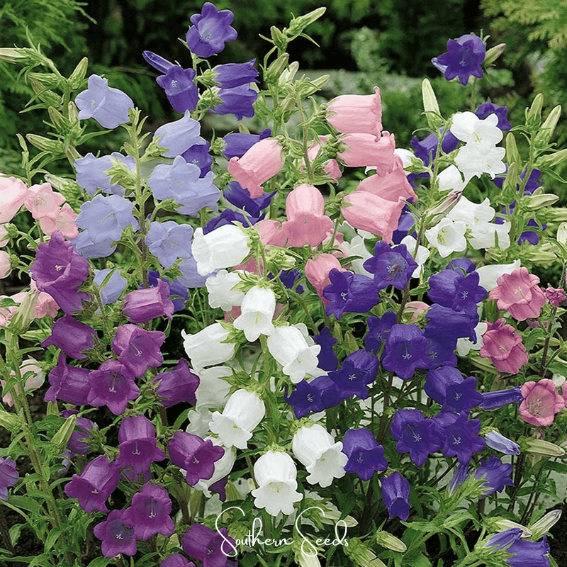 Load image into Gallery viewer, Canterbury Bells Mix – 100 Seeds
